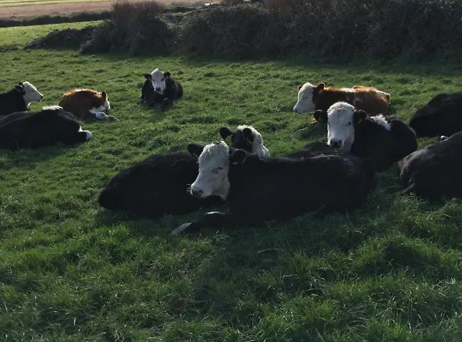 Oda ve Kahvaltı Gort A Phump Ballydavid